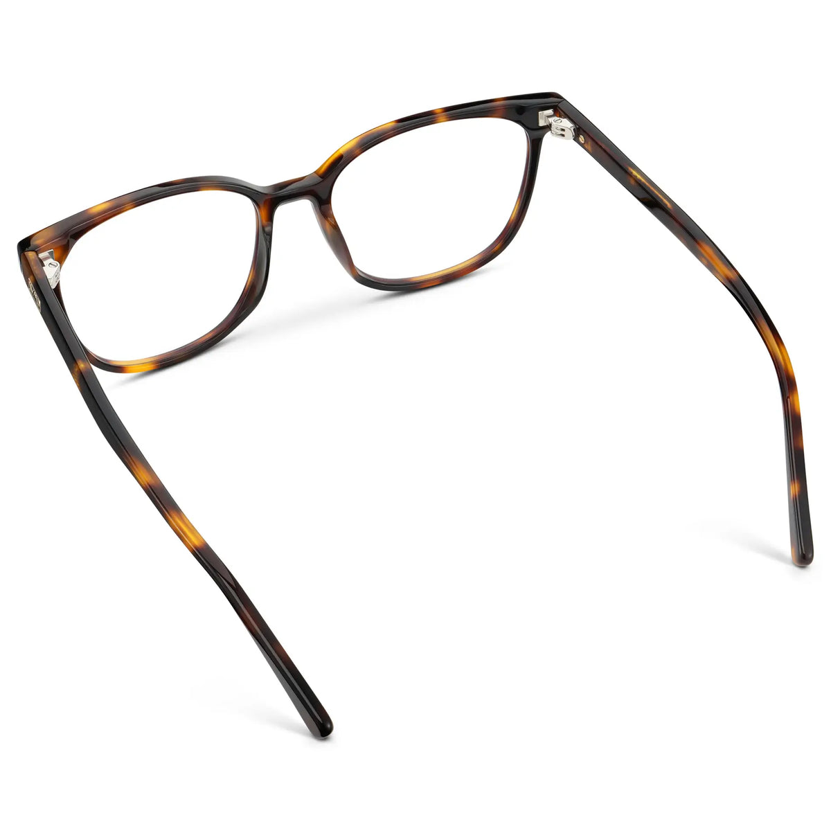 Brown Tortoise